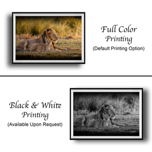 The image is a collage of two framed photographs. The top photograph is a full-color print of a lion and its cub resting in the grass, while the bottom photograph is a black and white print of the same scene. Both images are framed and displayed side by side, with the text indicating that the full-color print is available upon request.