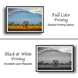 The image is a collage of two framed pictures. The top picture is a full color print of an elephant in a field, while the bottom picture is a black and white print of the same elephant. Both pictures are framed and displayed side by side.