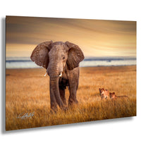 wildlife photography, Amboseli sunrise, elephant vs lions, Kenya safari, Maasai culture, African wildlife, big tusker, safari adventure