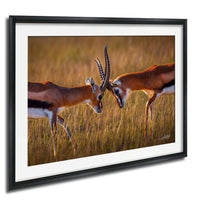 Two gazelles standing in a field of tall grass, facing each other and appearing to interact.