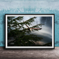 A framed photograph of a bald eagle soaring through a cloudy sky, with the eagle's wings spread wide as it flies over a tree.