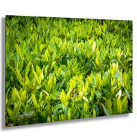 a lush, green field filled with numerous small, vibrant leaves.