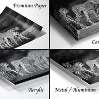 The image is a collage of four photographs depicting cheetahs in various poses and settings.