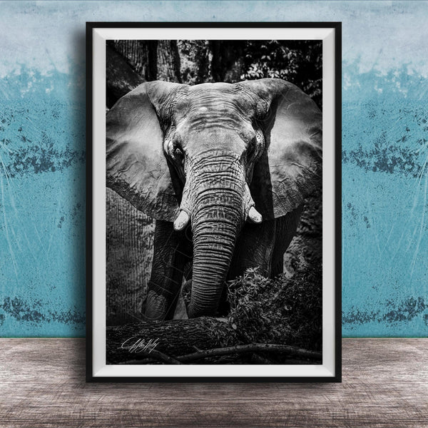 A black and white photograph of an elephant standing in front of a tree, with its large ears and trunk prominently featured.