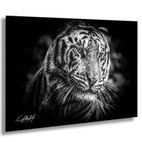 A close-up black and white portrait of a tiger, with its intense gaze and striking features prominently featured.