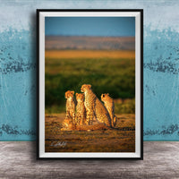 A group of five cheetahs resting together in a grassy field against a blue background.