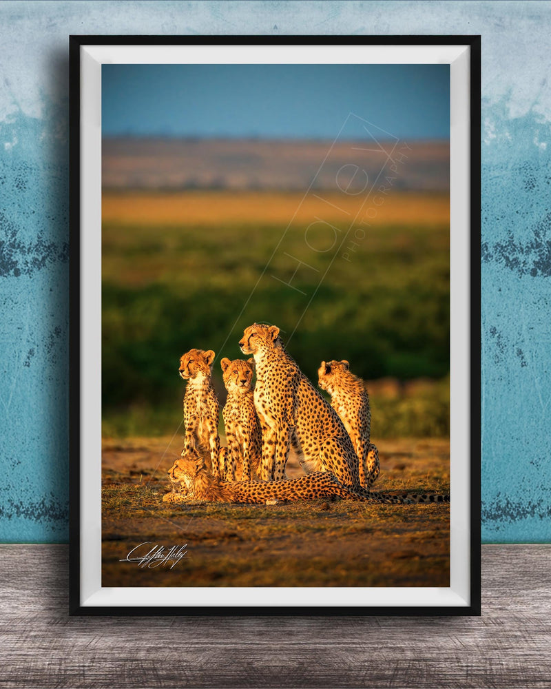 A group of five cheetahs resting together in a grassy field against a blue background.