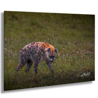 This fine art wildlife photograph captures a striking moment in the Maasai Mara, where a lone hyena pauses mid-step and meets the viewer with a powerful, unforgettable gaze. Often misunderstood, the hyena represents intelligence, resilience, and survival within the African safari ecosystem. This piece is perfect for collectors who appreciate raw, authentic wildlife moments and want to bring depth, character, and conversation into their home or office décor.