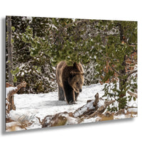 A brown bear walks through a snowy forest, surrounded by evergreen trees and snow-covered ground.
