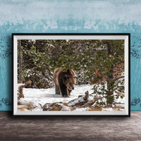 A brown bear walking through a snowy forest, surrounded by pine trees and snow-covered ground.