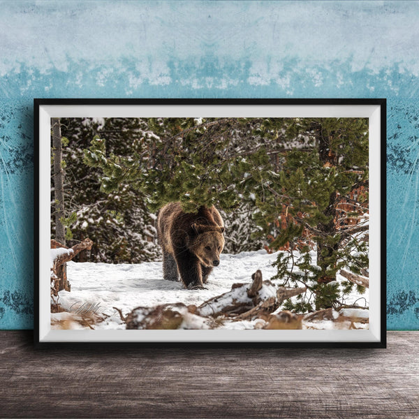 A brown bear walking through a snowy forest, surrounded by pine trees and snow-covered ground.