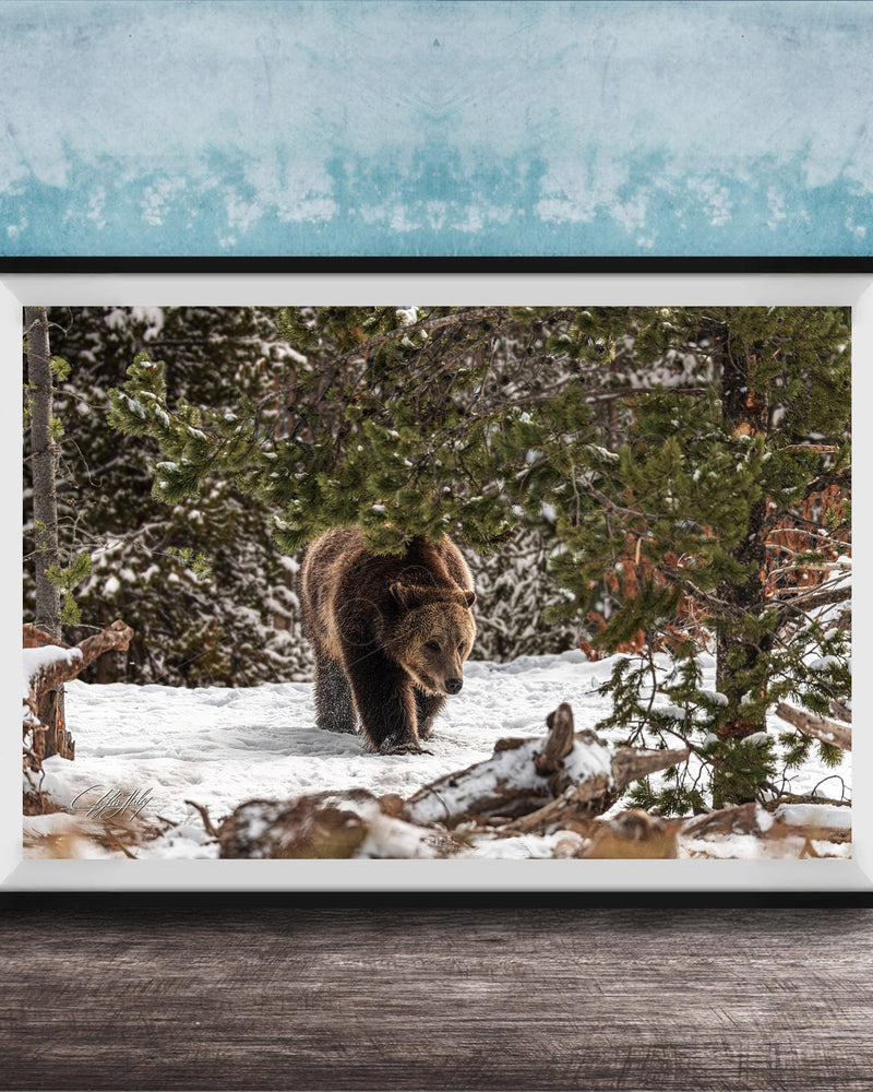 A brown bear walking through a snowy forest, surrounded by pine trees and snow-covered ground.