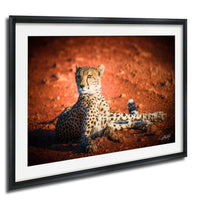 A cheetah resting on a reddish-brown surface, with its head turned to the side.