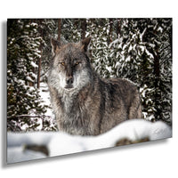 A wolf standing in a snowy forest, surrounded by snow-covered trees.