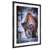 A close-up photograph of a bison standing in the snow, with its head lowered and horns visible.