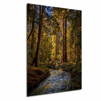 A serene forest scene with a small stream flowing through the center, surrounded by tall trees with lush green foliage.