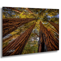 a dense forest with towering redwood trees reaching up towards the sky, creating a sense of depth and scale.