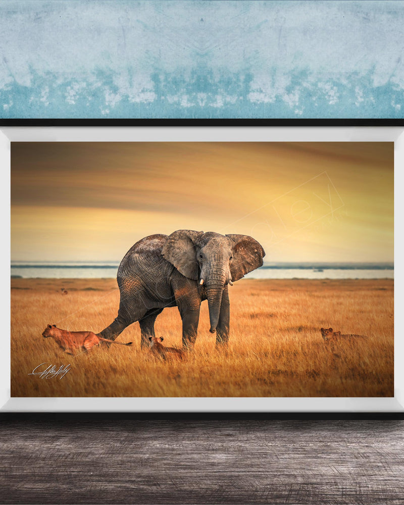 A framed photograph depicting an elephant standing in a grassy field with lions in the background, against a backdrop of a sunset sky.