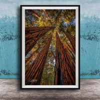 a serene forest scene with towering redwood trees reaching towards the sky, creating a sense of depth and scale.