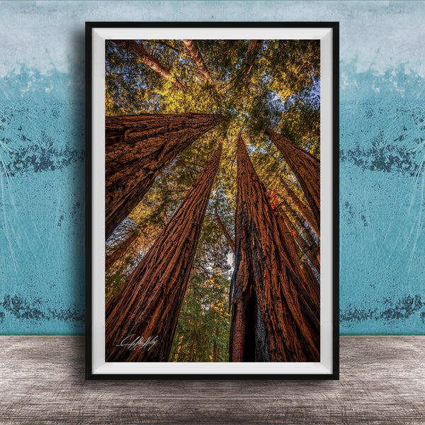 a serene forest scene with towering redwood trees reaching towards the sky, creating a sense of depth and scale.