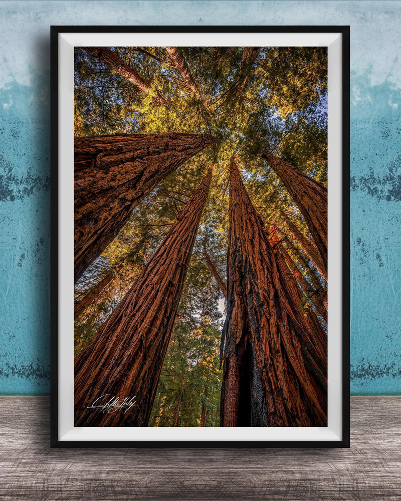 a serene forest scene with towering redwood trees reaching towards the sky, creating a sense of depth and scale.