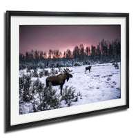 A snowy field with two moose in the foreground, one standing and one walking, against a backdrop of a forest and a colorful sunset sky.