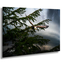A majestic bald eagle soars through a cloudy sky, its wings spread wide as it glides effortlessly above the treetops.
