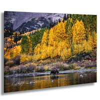 Maroon Bells Wall Art – Autumn Landscape Print with Bull Moose Canvas Decor