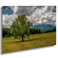 A large, lush green tree stands in a grassy field, with mountains visible in the distance under a cloudy sky.