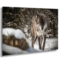A wolf stands in a snowy forest, its gaze fixed on the camera.