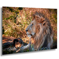 A majestic lion rests in the grass, its golden mane and powerful presence commanding attention.