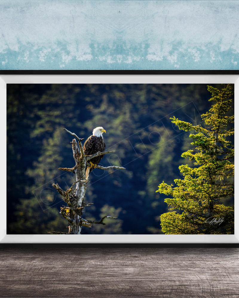A framed photograph of a bald eagle perched on a tree branch, with a forested background.