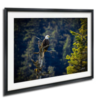 A majestic bald eagle perches on a tree branch, its gaze directed towards the distance.