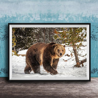 A brown bear walking through a snowy forest, with trees and snow-covered ground visible in the background.