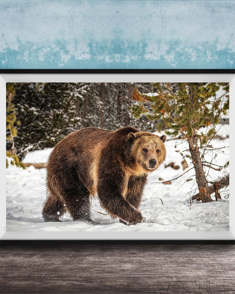 A brown bear walking through a snowy forest, with trees and snow-covered ground visible in the background.