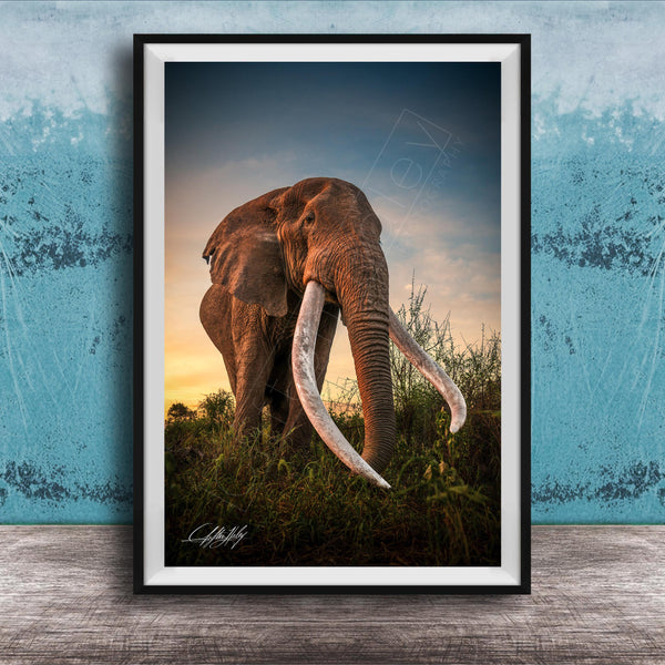 A large elephant with long white tusks stands in a grassy field, facing the camera.