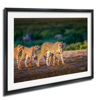 A group of cheetahs walking across a grassy field, with a blurred background suggesting movement and speed.