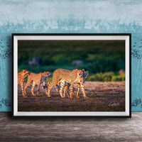 A framed photograph of three cheetahs walking across a grassy field, with a blue wall in the background.