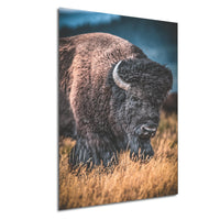 A large, brown bison with a curved horn stands in a field of tall grass, facing the camera.