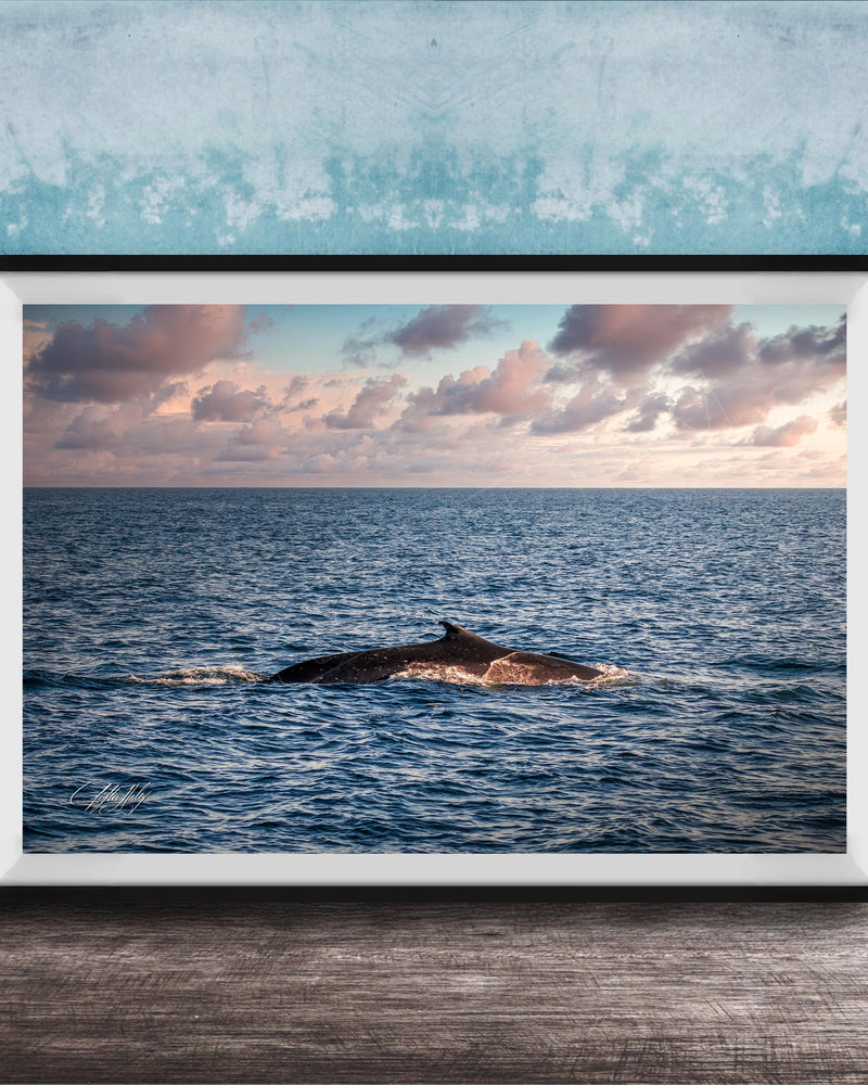 A framed photograph of a whale swimming in the ocean, with a beautiful sunset sky in the background.