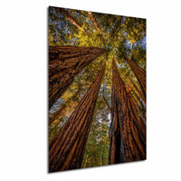a dense forest with towering redwood trees reaching up towards the sky, creating a sense of depth and scale.