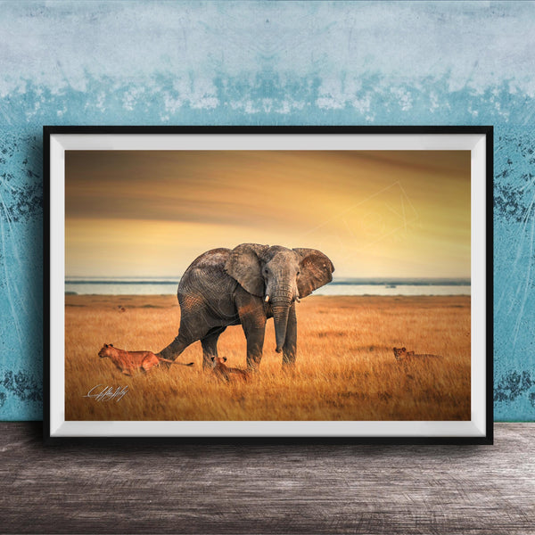 A framed photograph depicting an elephant standing in a grassy field with lions in the background, against a backdrop of a sunset sky.