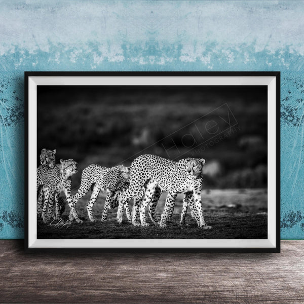 A group of cheetahs walking together in a natural setting, captured in a black and white photograph.