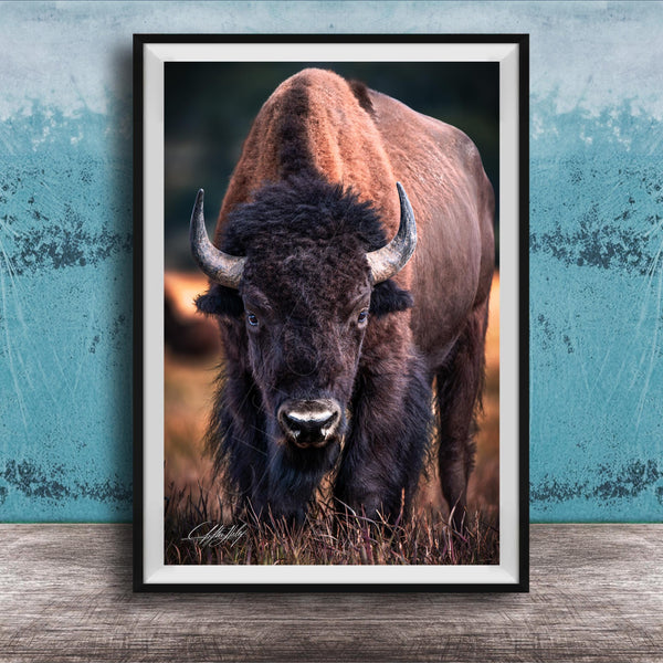 A close-up portrait of a bison with large, curved horns standing in a grassy field.