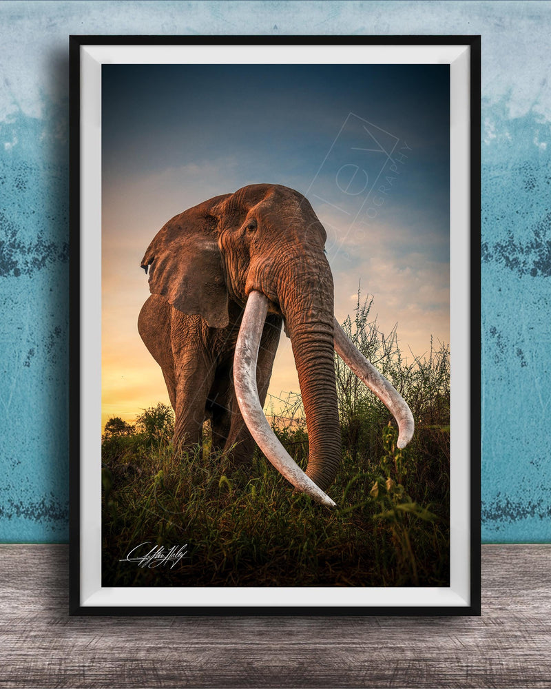 A large elephant with long white tusks stands in a grassy field, facing the camera.