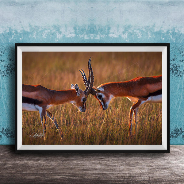Two gazelles standing in a field, facing each other with their heads lowered, in a natural setting.