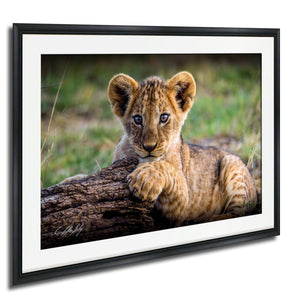 A young lion cub resting on a log in a grassy field.