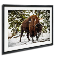 A large brown bison stands in a snowy forest, surrounded by snow-covered trees and bushes.