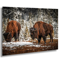 Two brown bison grazing in a snowy field with trees in the background.