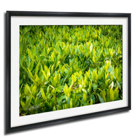 The image is a framed photograph of a lush, green plant with numerous leaves, creating a vibrant and natural scene.